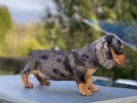MİNİ DACHSHUND BEBEKLER ÇİFTLİĞİMİZDEN A KALİTE