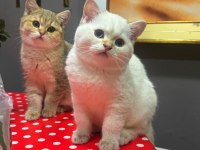 SAFKAN BRİTİSH SHORTHAİR GOLDEN&POİNT YAVRULAR