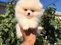 Beyaz ve Orange ayı surat pomeranian minnoşlar