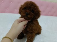 Kore Kan Poodle Bebekler