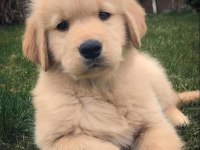 Çocuk Dostu Golden Retriever Yavrular