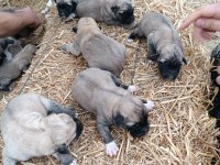 Yeni doğmuş Kangal yavruları