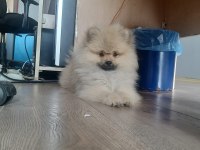 Pomeranian boo yavrusu