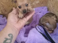 Pinscher yavrumuz