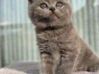 Safkan British Shorthair
