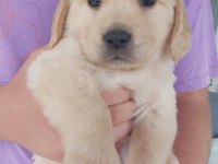 Muhteşem kaliteli golden retriever yavrularımız