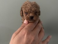 Orjinal ırk teacup toy poodle dişi erkek
