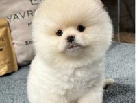 Sevimli Oyuncu Pomeranian Boo Yavrumuz