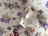 İran Chinchilla Yavrular