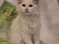 MAİNE COON YAVRU KEDİLERİMİZ