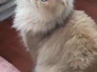 Sahibinden British Longhair