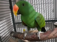 KOLEKSİYONLUK ARAYANLAR ECLECTUS