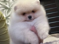 Pomeranian boo teddy