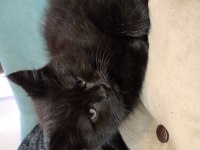Oğluma ve kızıma yuva arıyorum british longhair