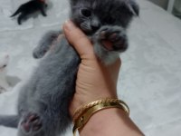 2 TANE KÜÇÜK AFACANLAR DİK VE KIRIK KULAK KEDİMİZ