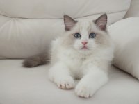 Full şecereli ragdoll yavruları