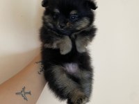 Pomeranian Boo 50 Günlük