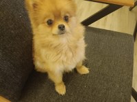 1 yaşında pomeranian kızımızı veriyoruz