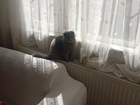 Prenses scottish fold kedimiz duman