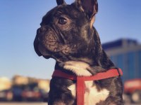 5 yaşında french bulldog