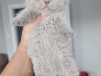 Sakin insan canlısı british shorthair yavrularımız