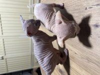 Orijinal safkan Kanada Sfenks
