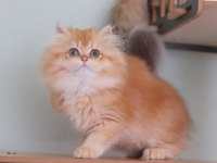 British longhair safkan dişi