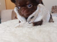 Safkan bir kız chihuahua