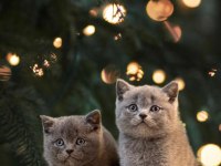 British Shorthair Yavrularımız