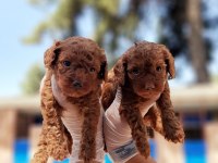 Toy poodle yavrularımız inanılmazlar