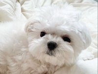 Maltese Terrier Xs Teacup Karbeyaz Yavrum