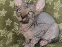 Naked Beauty Sphynx Cattery Kedimiz