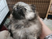 Pomeranian kaçmayacak fırsat