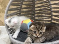 Maviş gözlü oyuncu ve çok akıllı scottish fold