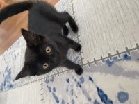 British short hair siyah kedi