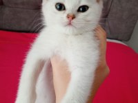 2 aylık erkek british shorthair yavrular
