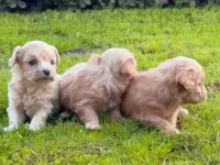 Şeker Mi Şeker Maltipoo Çocuklar