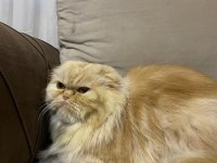 Ailenizin Yeni Gözbebeği Chinchilla Kedimiz