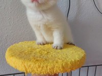 Safkan british shorthair secereli gold