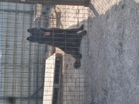 Bayrama ömürlük malinois dostunla gir