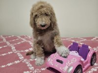 GIANT (DEV) POODLE YAVRULAR
