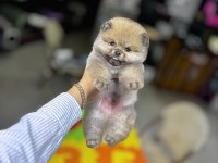 BİBLO POMERANİAN BOO YAVRULARIMIZ