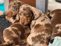 Dachshund ( Sosis ) Yavrular