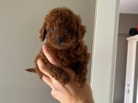 Orjinal Kore Teacup Redbrown Toy Poodle