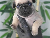 Yavru Pug Mops Köpekler