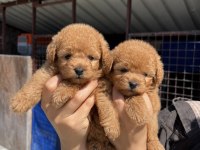 Toy poodle yavrularımız