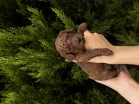 Safkan Toy Poodle Yavrularımız Yeni Yuvalarını Arıyor
