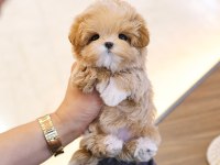 SEVIMLI SEVGILI DOLU TOY POODLE BEBISLERIMIZ