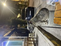 Masrafsız dişi french bulldog