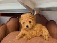 BABYFACE MALTİPOO YAVRULARIMIZ